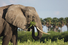 African Elephant - Loxodonta africana