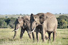 African Elephant - Loxodonta africana