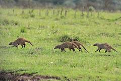 Banded Mongoose - Mungos mungo