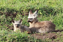 Bat-eared Fox - Otocyon megalotis