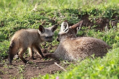 Bat-eared Fox - Otocyon megalotis