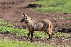 Bat-eared Fox - Otocyon megalotis