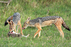 Black-backed Jackal - Canis mesomelas