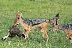 Black-backed Jackal - Canis mesomelas