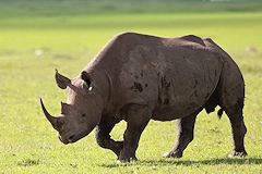 Black Rhino - Diceros bicornis