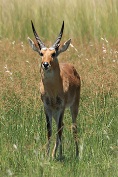 Bohor Reedbuck - Redunca redunca