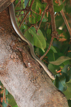 Boomslang - Dispholidus typus