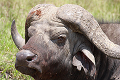Male Buffalo - Syncerus caffer