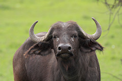 Female Buffalo - Syncerus caffer