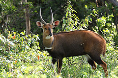 Male Bushbuck - Tragelaphus scriptus