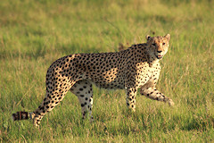 Cheetah - Acinonyx jubatus