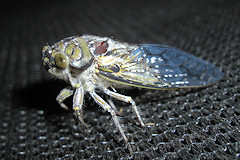 Cicada