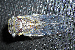Cicada from above - showing its wings