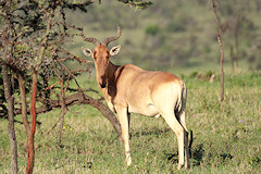 Cokes Hartebeest - Alcelaphus buselaphus cokii