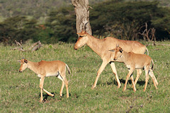 Cokes Hartebeest - Alcelaphus buselaphus cokii