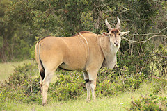Common Eland - Taurotragus oryx
