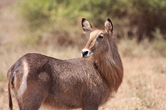 Common Waterbuck - Kobus ellipsiprymnus