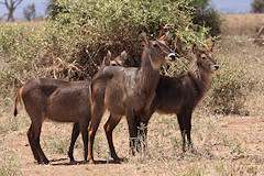 Common Waterbuck - Kobus ellipsiprymnus