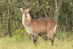 Female Defassa Waterbuck - Kobus ellipsiprymnus ssp Defassa