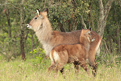 Female Defassa Waterbuck with youngster - Kobus ellipsiprymnus ssp Defassa