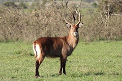  Male Defassa Waterbuck - Kobus ellipsiprymnus ssp Defassa