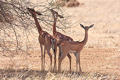 Gerenuk - Litocranius walleri