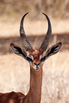  Male Gerenuk - Litocranius walleri