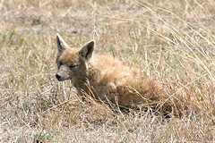 Golden Jackal - Canis aureus