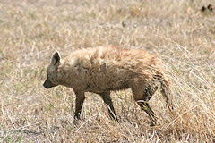 Golden Jackal - Canis aureus