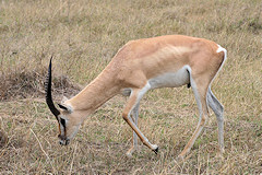 Grant's Gazelle - Nanger granti