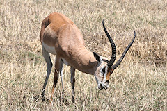 Grant's Gazelle - Nanger granti