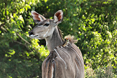 Female Greater Kudu - Tragelaphus strepsiceros, with a Yellow-billed Oxpecker on its back