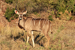 Male Greater Kudu - Tragelaphus strepsiceros