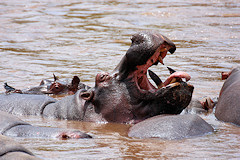 Hippopotamus - Hippopotamus amphibius