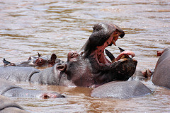 Hippopotamus - Hippopotamus amphibius