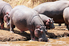 Hippopotamus - Hippopotamus amphibius