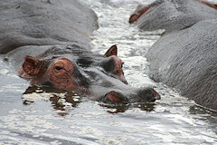 Hippopotamus - Hippopotamus amphibius