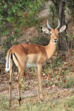 Young Male Impala - Aepyceros melampus