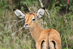 Female Impala - Aepyceros melampus