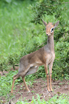 Male Kirk's Dik-dik - Madoqua kirkii