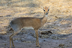 Female Kirk's Dik-dik - Madoqua kirkii