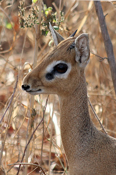  Male Kirk's Dik-dik - Madoqua kirkii