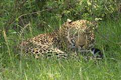 Leopard - Panthera pardus