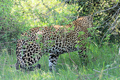 Leopard - Panthera pardus