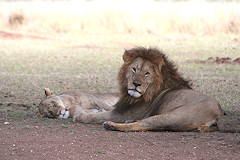 Male Lion and Lioness - Panthera leo