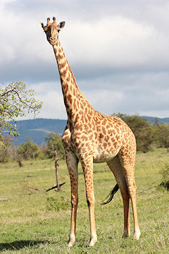 Masai Giraffe - Giraffa camelopardalis tippelskirchi