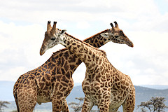 Male Masai Giraffes 'necking' - Giraffa camelopardalis tippelskirchi