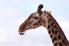 Female Masai Giraffe - Giraffa camelopardalis tippelskirchi