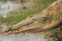 Nile Crocodile - Crocodylus niloticus