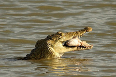 Nile Crocodile - Crocodylus niloticus